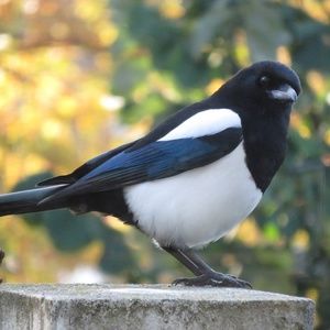 Meet your Posher, Caro | Quirky Plus Size Fashion